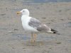 Yellow-legged Gull at Two Tree Island (Steve Arlow) (166672 bytes) Yellow-legged Gull at Two Tree Island (Steve Arlow) (166672 bytes)